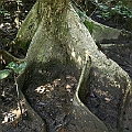 Heritiera littoralis (Looking Glass Mangrove) サキシマスオウノキ in Chinamans Creek<br />Canon KDX (400D) + EFS60 F2.8 + SPEEDLITE 380EX